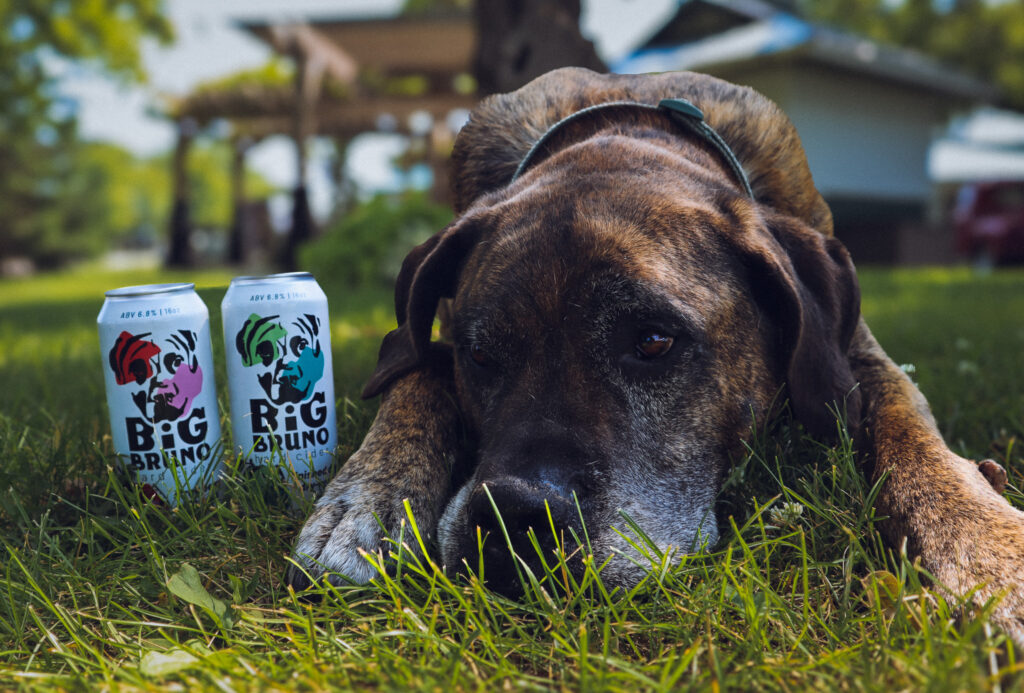 Bruno the dog, the face of Big Bruno Hard Cider, sitting next to cider cans.