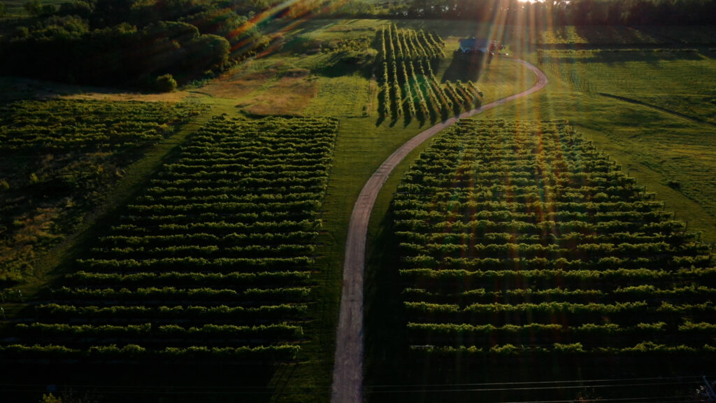 Vineyard at Carlos Creek Winery, Minnesota's largest winery in Alexandria, MN.