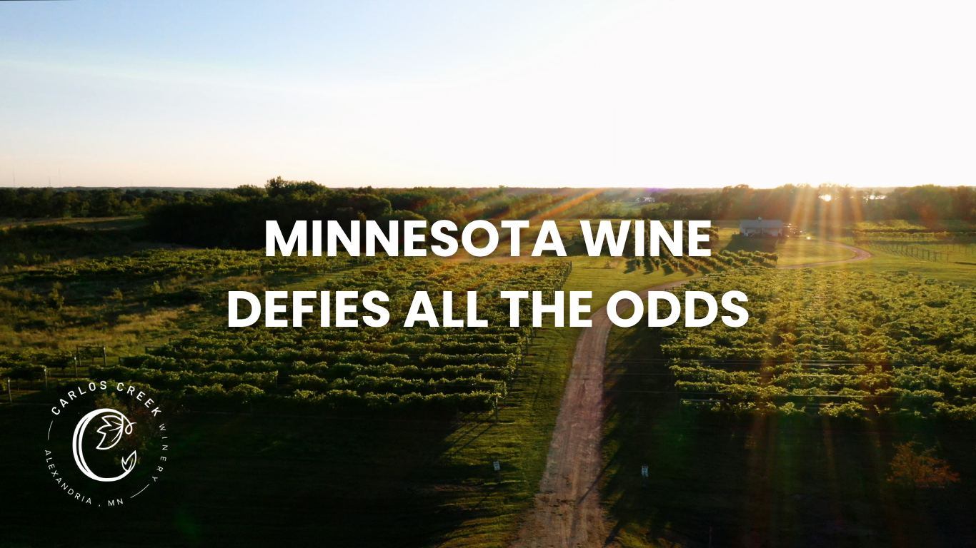 Minnesota wine defies all the odds
